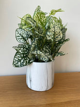 Load image into Gallery viewer, Variegated White And Green Nerve Plant