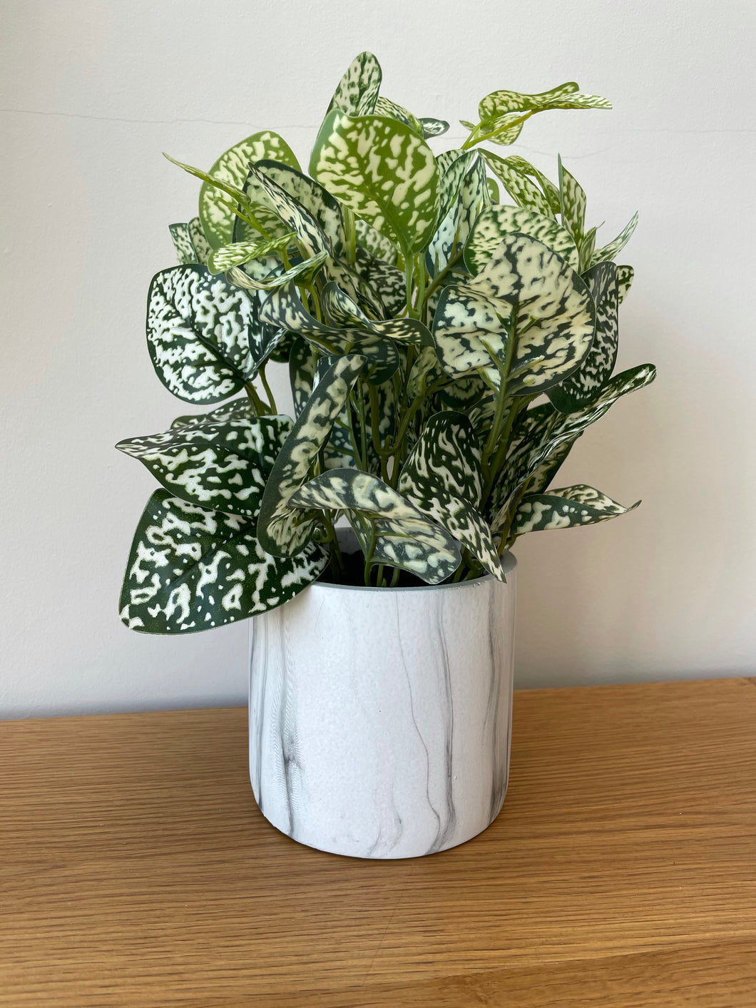 Variegated White And Green Nerve Plant