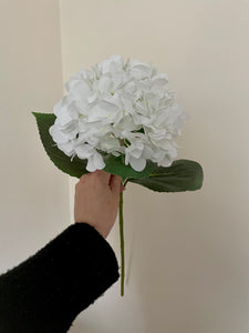 Large White Hydrangea Stem