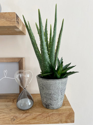 Faux Aloe Vera Plant