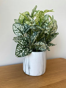 Variegated White And Green Nerve Plant